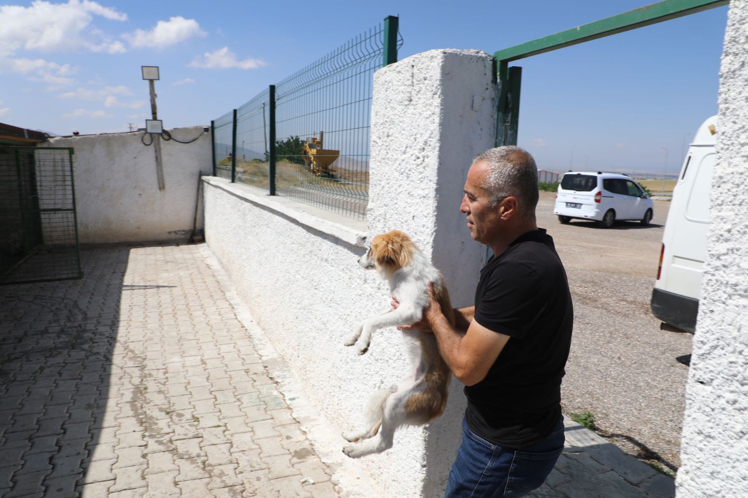 Stray dogs are being collected by our teams.