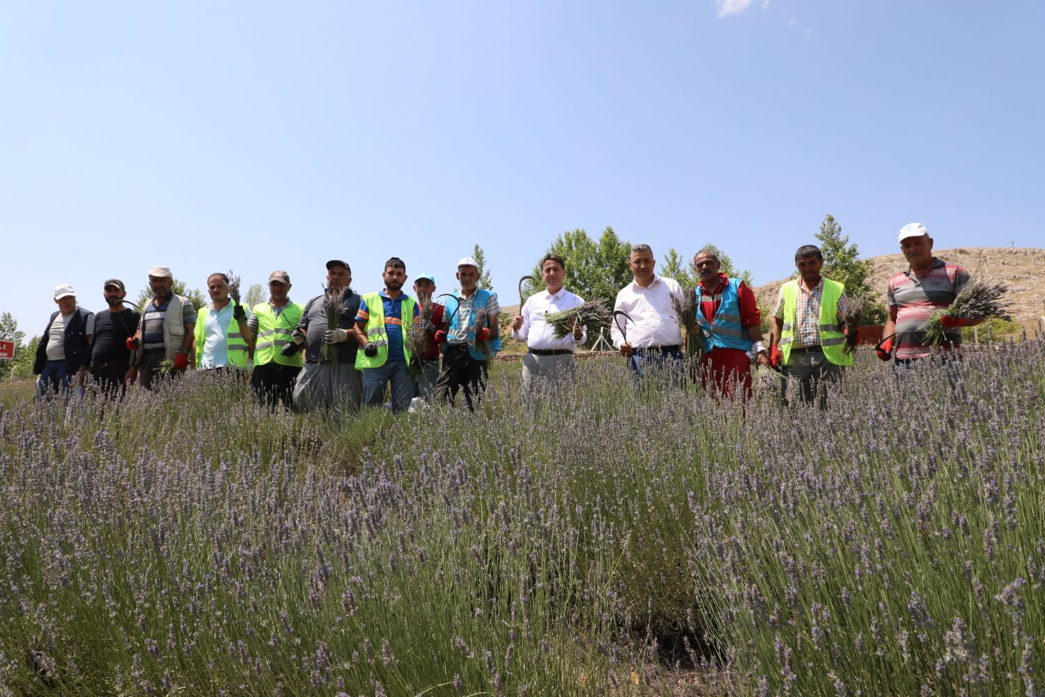 Our Mayor Adem Şengülden Visits Lavender Harvest